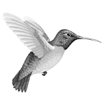 043ST-BIRDS.png 043ST-BIRDS - Image 1