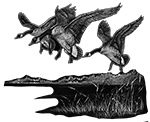 044ST-BIRDS.png 044ST-BIRDS - Image 1