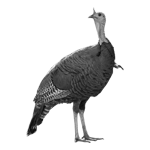 061ST-BIRDS.png 061ST-BIRDS - Image 1