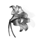 084ST-FLORAL.png 084ST-FLORAL - Image 1