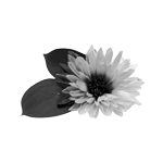 086ST-FLORAL.png 086ST-FLORAL - Image 1