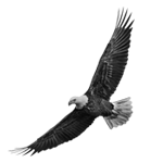 092ST-BIRDS.png 092ST-BIRDS - Image 1