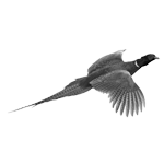 094ST-BIRDS.png 094ST-BIRDS - Image 1