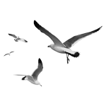 095ST-BIRDS.png 095ST-BIRDS - Image 1