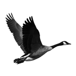 097ST-BIRDS.png 097ST-BIRDS - Image 1