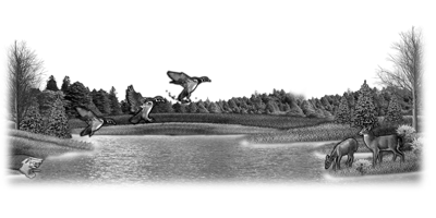 135SC-DEER.png 135SC-DEER - Image 1
