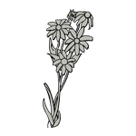 FLOR66.png FLOR66 - Image 1