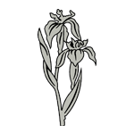 FLOR77.png FLOR77 - Image 1